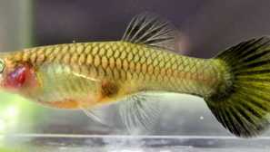 Ako liečiť vemmiomikózu v akvarijných rybách?